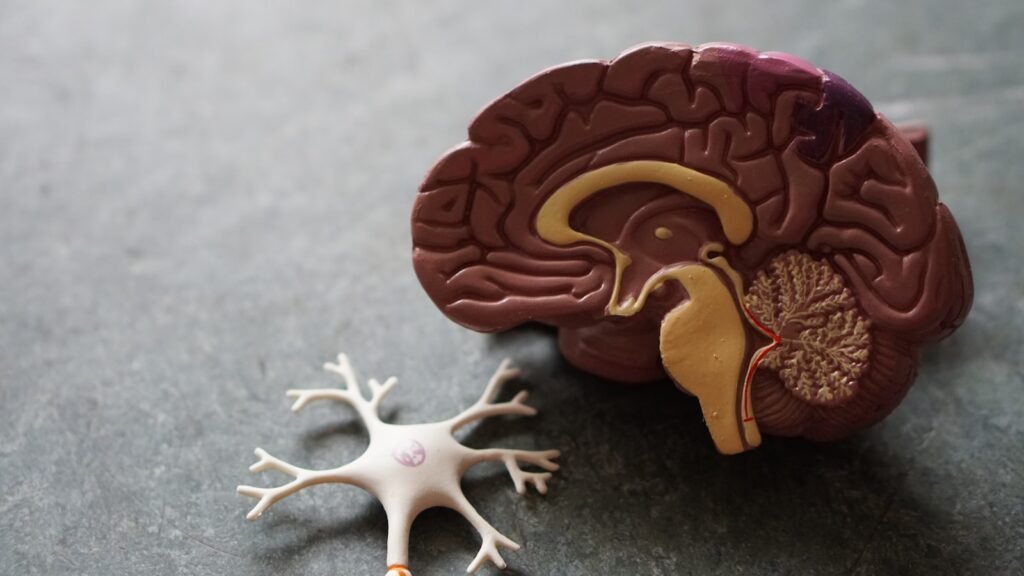 how-the-brain-forms-habits